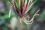 White edge sedge